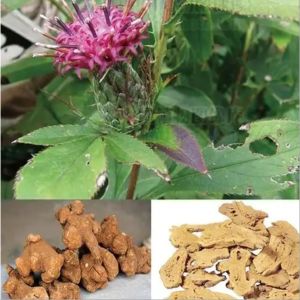 Atractylodes Macrocephala Koidz Chinese Herbs Atractylodes Bai Zhu