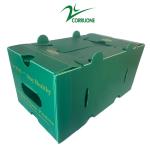 Corruone waterproof Fruit Vegetable Packing PP Cartonplast Grapes Packing Boxes