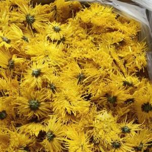 China Chrysanthemum Flower Dried Chrysanthemum Morifolium Tea Jinsihuangju factory