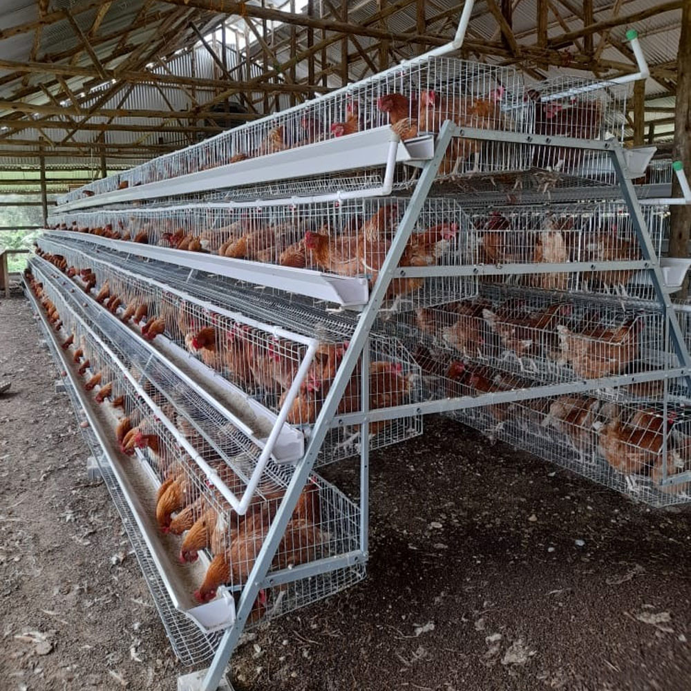 Steel Wire Mesh 120 Birds/Set Battery Chicken Cage 360 Degree Rotating