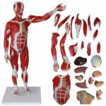 ODM Muscle Anatomical Skeleton Model Environmentally Friendly