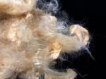 Textile Soybean Protein Fiber 1.5D 38MM For Spinning Or Filling Quilt