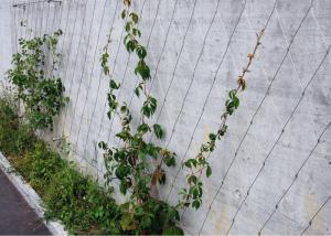 China Eco - Friendly Garden Wire Wall Trellis Ferruled / Knotted Anti - Corrosive Mesh factory