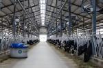 Steel Frame Cattle Sheds Dairy Cow House Hanging Type Exhaust Cooling Fan