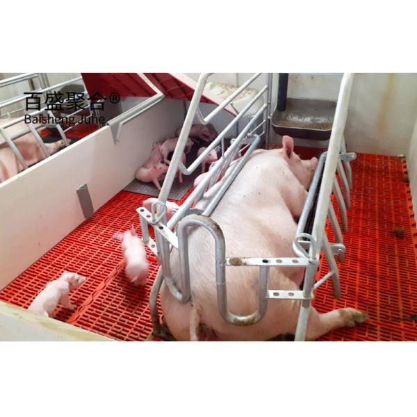 Galvanized Pig Raising Equipment Prefab Steel Frame Sheds for Pig Farm Grade