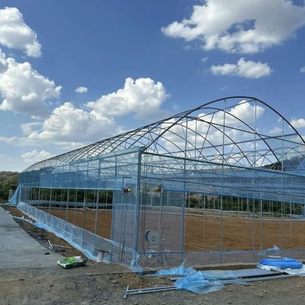 China Arch Type Plastic Agriculture Greenhouse for Tomato/Cucumber Strawberry with Hydroponics Growing System factory