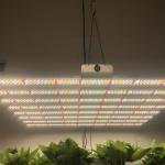 CE RoHS Light Weigh 6500K Commercial LED Grow Lights
