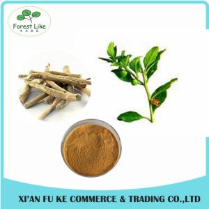 Panama Ginseng Extract Ginsenosides