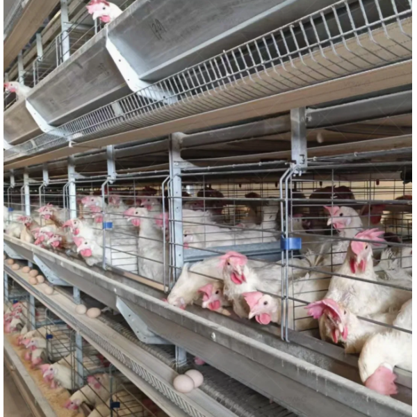 4-Tier H-Type Fully Automatic Layer Cage Hot-Dip Galvanized Poultry Farming Equipment for 10,000 Birds