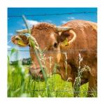 Galvanized/PVC Coated Farm Barbed Wire Hot Dipped Galvanized for Agricultural
