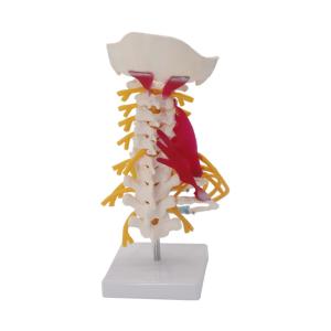China Nerves Lumbar Cervical Vertebra Model For Study Display Teaching factory
