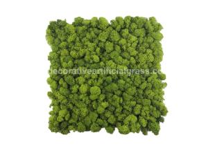 China Natural Lichen Moss Green Tiles Wall Mat Backdrop 30cm*30cm 50cm*50cm factory
