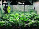 4x4 480W LED Grow Light