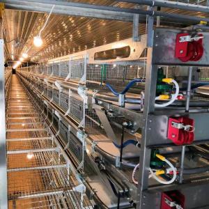China Poultry Cages For Professional &amp; Economic Egg Production factory