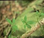Gynostemma Pentaphylium P.E. Fine Powder Reduce blood fat, Anti tumor, 100%