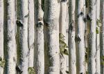 Grey birch tree home 3d wallpaper / no toxic Living Room Wallpaper Heat