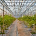 8mm Float Glass Multi Span Venlo Glass Greenhouse Top Heigh 4.5m-7.5m