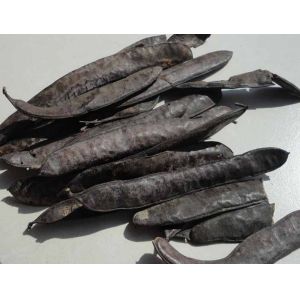 China Chinese Honeylocust Fruit extract / Gleditsia sinensis extract / Fructus gleditsiae extract on sale