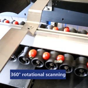 PLC Control 380V Automatic Sorting Machine For Cherry Tomato