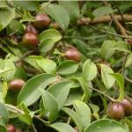 Natural Camellia Seed Oil Raws Skin Conditioning Camellia Oleifera Seed Oil