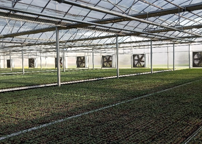 50meter Hot Galvanized Steel Pe Film Greenhouse Tomato Nuersery Seedling With Rolling Bench