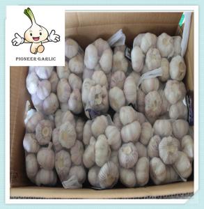 China Top Quality Garlic China Garlic In Cartons Best Qaulity Red Garlic factory