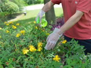 China Clear Food Handling 1.0g/Piece Disposable Hdpe Gloves factory