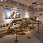 Realistic Dinosaur Skeleton Replica / Jurassic World Replica For Indoor