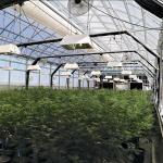 Light Deprivation Hydroponic American Greenhouse Automatic Tunnel Agriculture