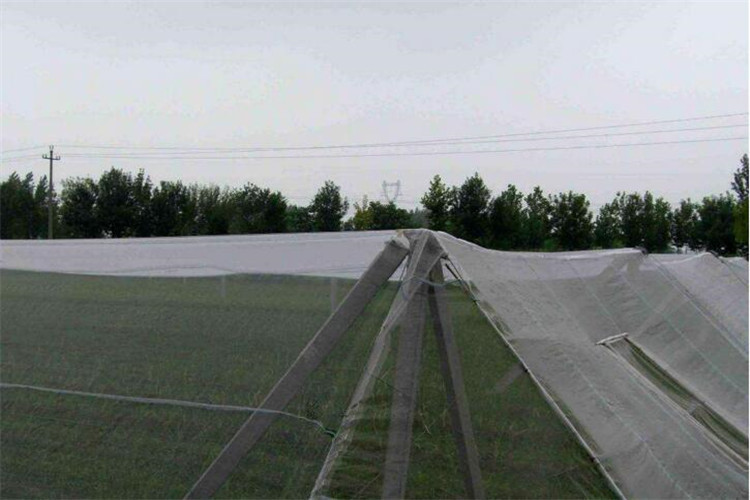 Professional Insect Mesh Netting , Insect Wire Mesh IOS SGS Standard