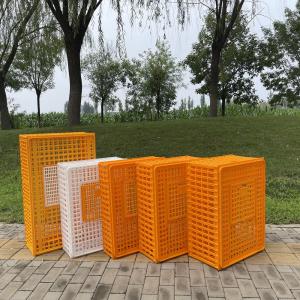 China Plastic Hygiene Security Chicken Transport Crates factory