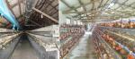 Modular Steel Structure Chicken House Broiler House Farm Shed Poultry Building