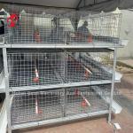 A Or H Type Broiler Chicken Cage 96 Matured Broilers Capacity Emily