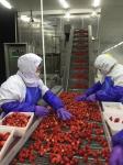 Certified Premium Quality Kinds Of Chinese IQF Frozen Fruits IQF Strawberry