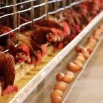 Custom Design Chicken Battery Cage , 50HZ Labor Saving A Type Chicken Cage