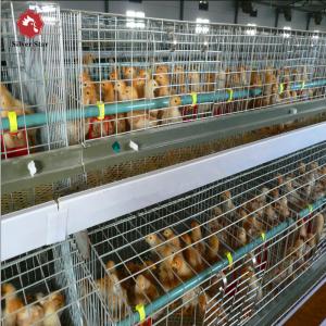 China 4 Tier Battery Broiler Chicken Cage A Type In Philippines Automatic factory
