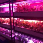 Plant Growth 1W SMD 3030 740nm 745nm LED Grow Light Chip