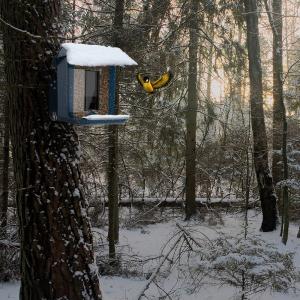 China HD 1080P Bird Feeder With Video Camera Wireless Outdoor 400mAh Solor Panel factory