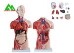 Medical Dual Sex Human Torso Anatomy Model With Head Clear Structure