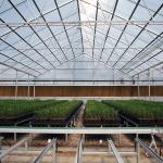 Automatic Light Deprivation Greenhouse Blackout System Greenhouse For Medical