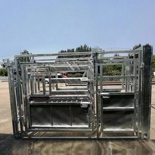 With Weighing Scale Heavy Duty Cattle Crush Panel With Controlling The Cows Body