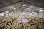 Wind Resistant Commercial Poultry House Q355 Chicken Farm Steel Structures
