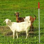 ISO9001 Galvanized Cattle Farming Wire Mesh Fence 200m/Roll