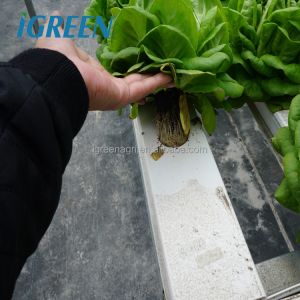 Customized Poly Tunnel Greenhouse Multi Span Agricultural polycarbonate tunnel