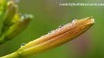 Daylily Extract natural NATURAL HERBAL ingredients Hemerocallia Fulva extract