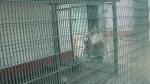 358 Anti climb clear vu fence panels hot dipped galvanized or powder coated
