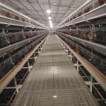 4Tier Chicken Layer Battery Cage Poultry Farming , 192 Birds SGS Poultry Farming