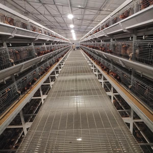 4Tier Chicken Layer Battery Cage Poultry Farming , 192 Birds SGS Poultry Farming