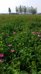 China Top Quality From 5 Years experience manufacture echinacea extract factory