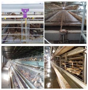 China Automatic Feeding H Type Battery Cages , Small Area Cage For Layer Farming factory
